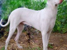 rajapalayam_20211208_1757107883